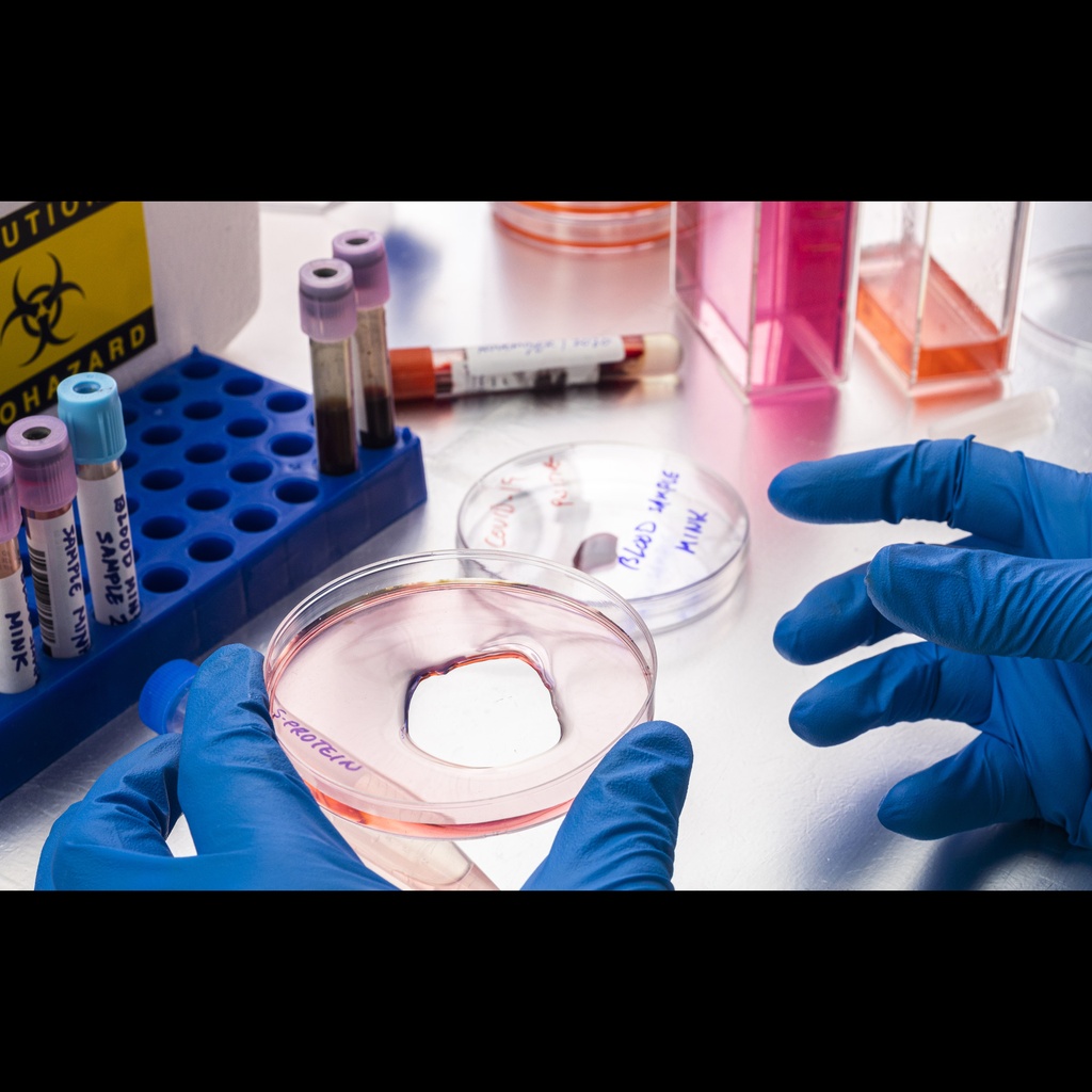 E. Coli Recombinant SARS CoV 2 Pirola variant Spike glycoprotein ''S'', partial, E.coli expression, tag free   1 mg